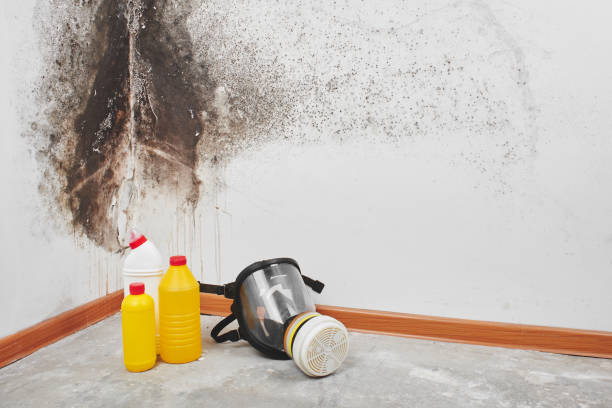 Why You Should Choose Our Mold Remediation Services in Lake Arrowhead, ME